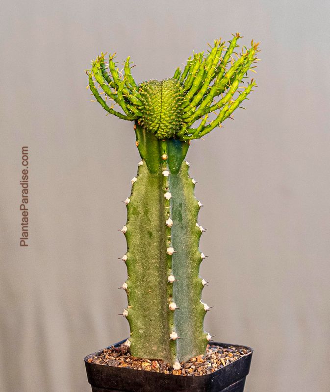 Euphorbia Flanaganii crest Euphorbia Flanaganii crest " Stem Crest"