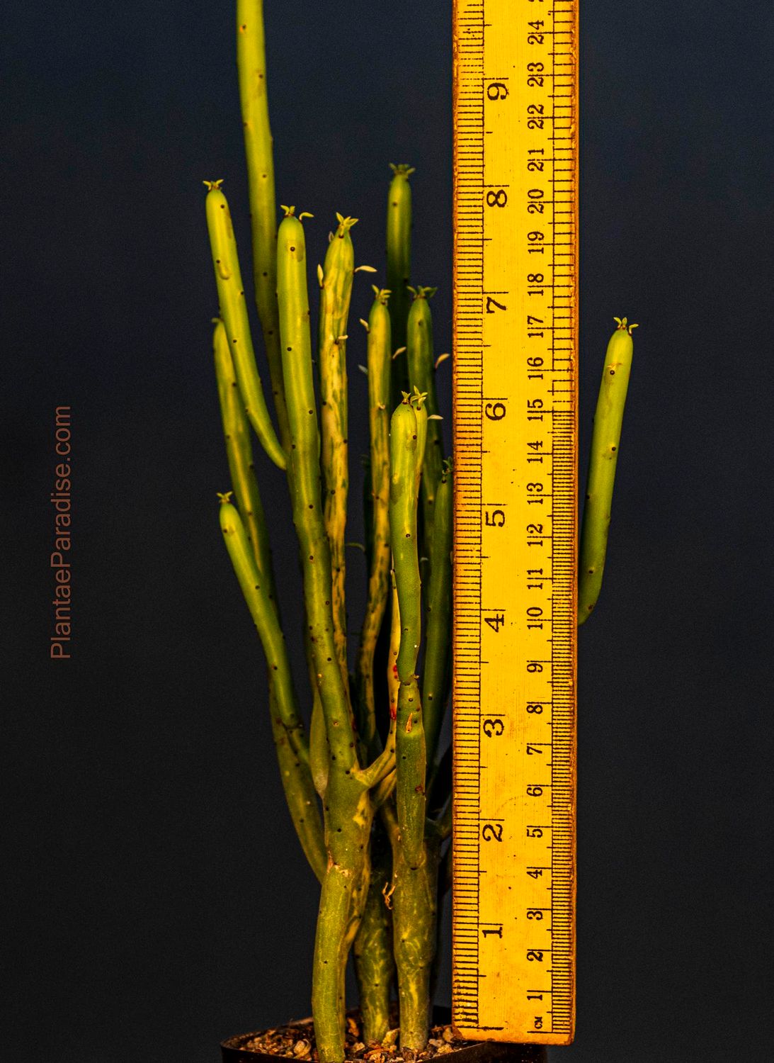 Euphorbia leucodendron variegated Euphorbia leucodendron variegated