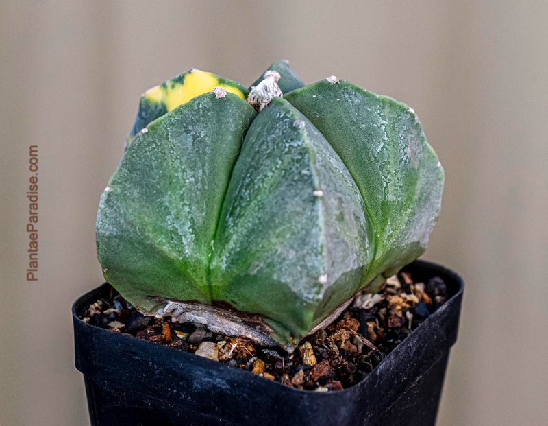 Astrophytum myriostigma  Variegated