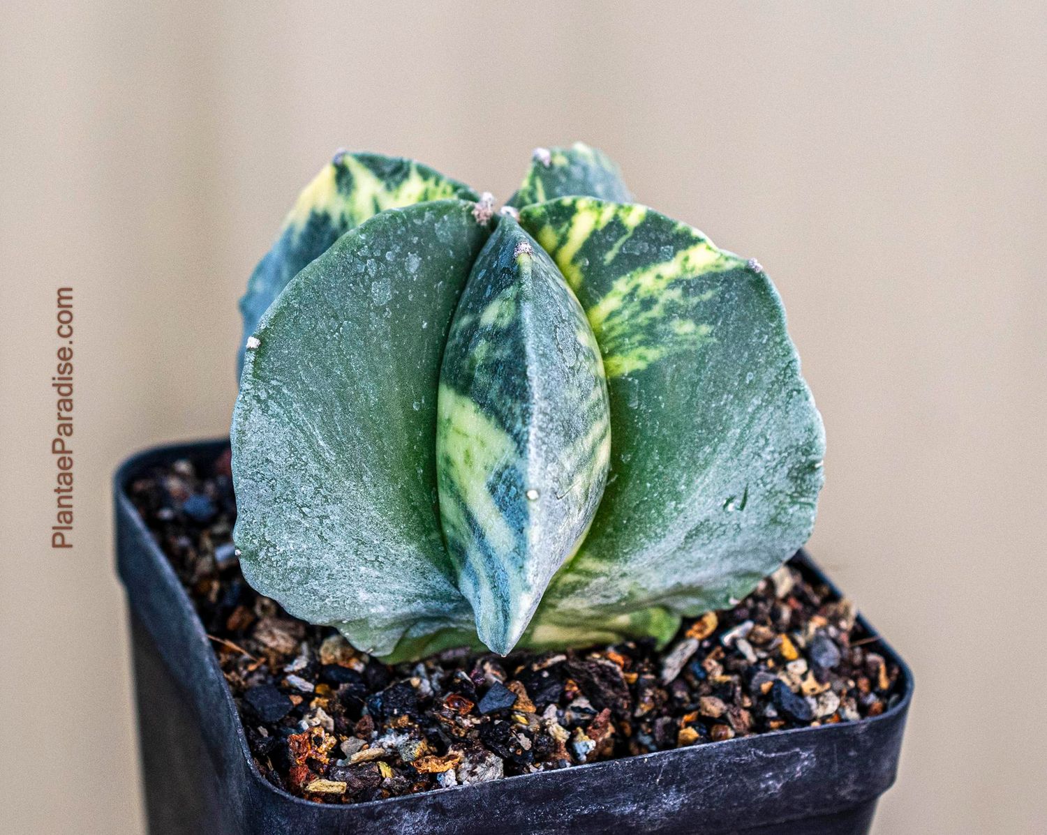 Astrophytum myriostigma  Variegated