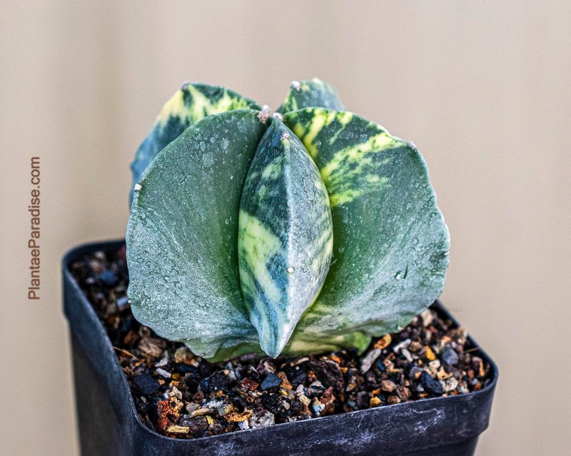 Astrophytum myriostigma  Variegated