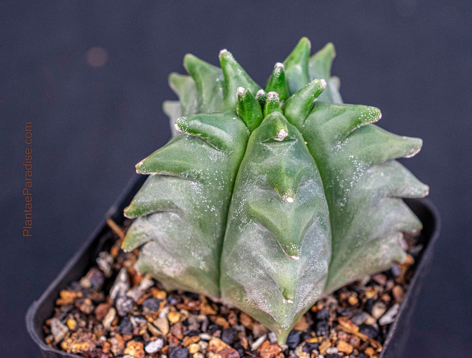 Astrophytum Myriostigma cv Kikko