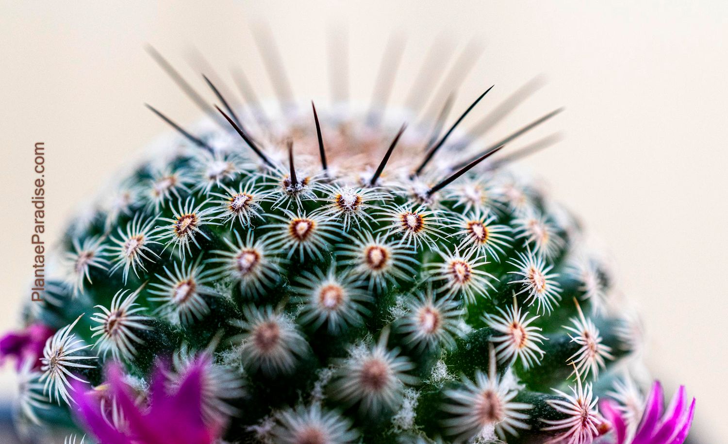 Mammillaria crucigera subs. tlalocii
