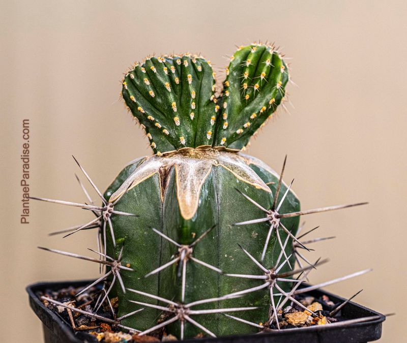 Marginatocereus Marginatus Crest