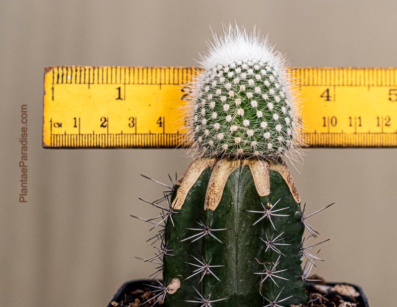Notocactus rudibuenekeri
