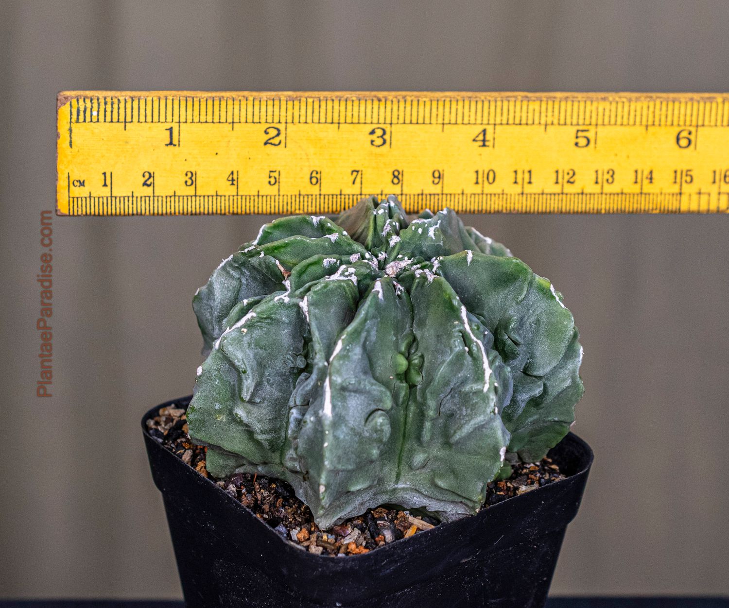 Astrophytum Myriostigma Nudum Cv. Fukuryu