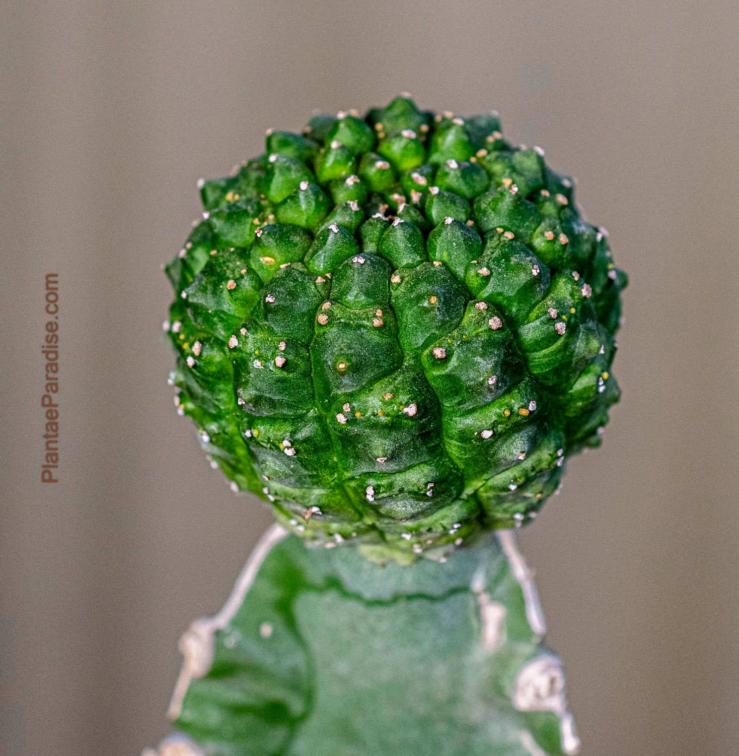 Euphorbia gymnocalycioides Grafted