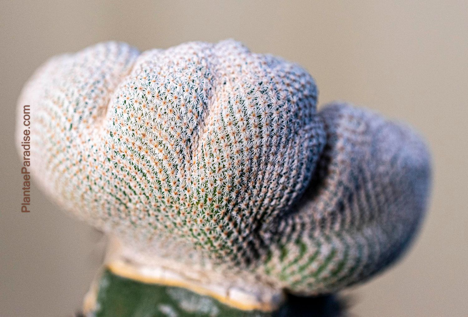 Epithelantha bokei f. crest