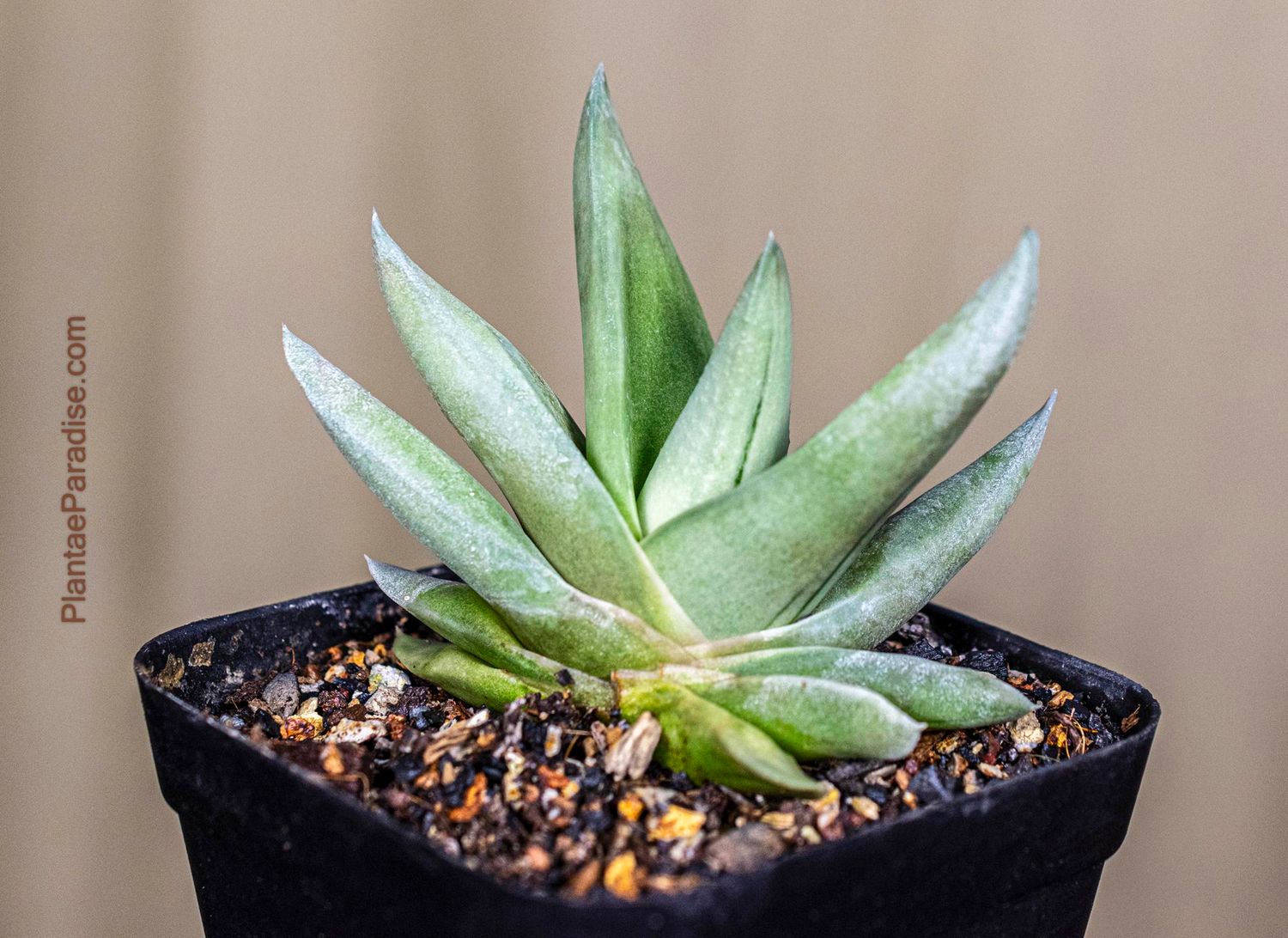 Gasteraloe Green Ice 'All green'