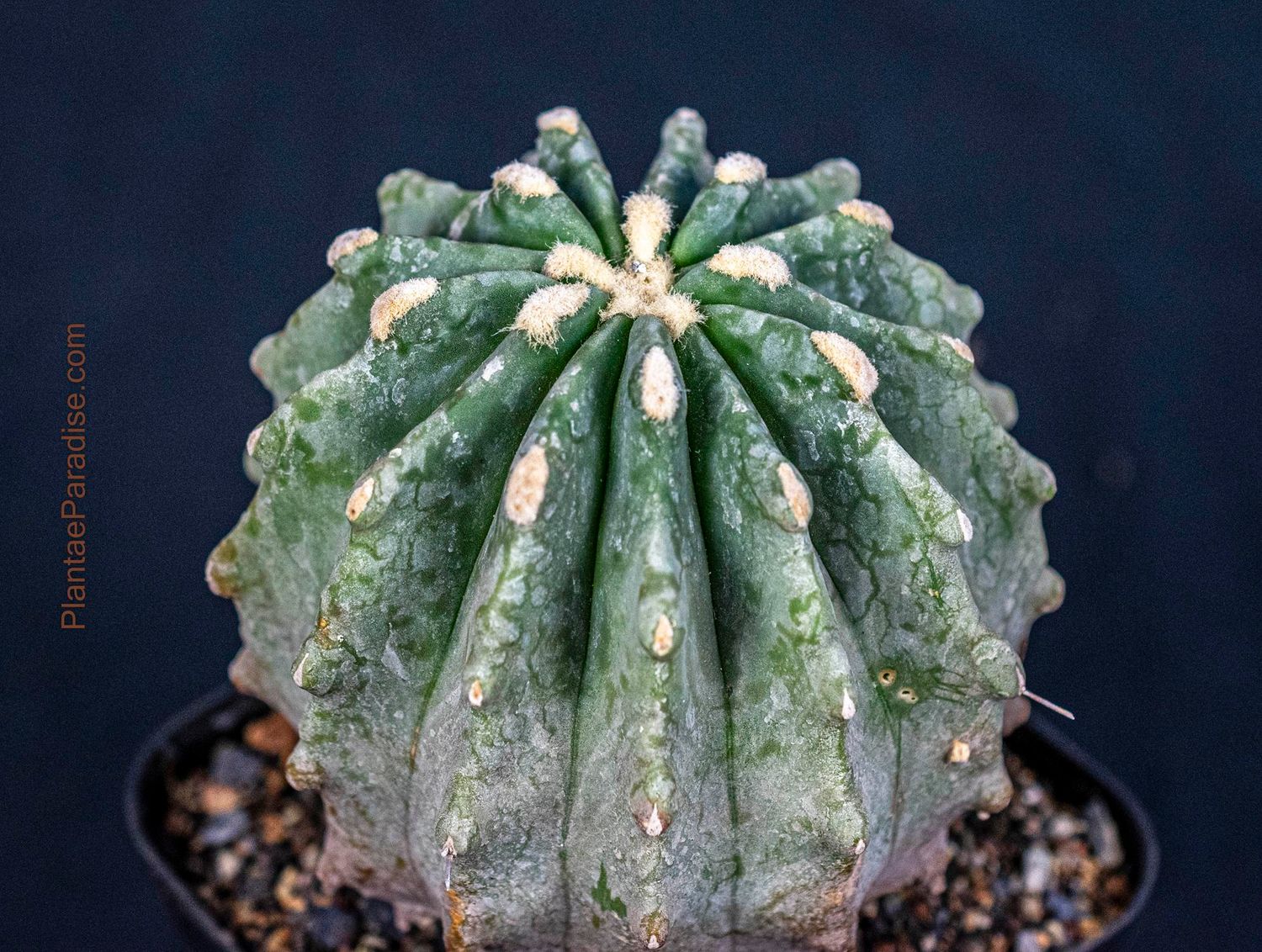 Ferocactus glaucescens Inermis