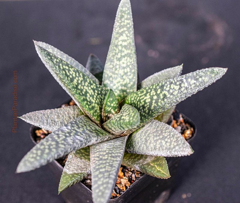 Haworthia koelmaniorum X Gasteria Black Palm King