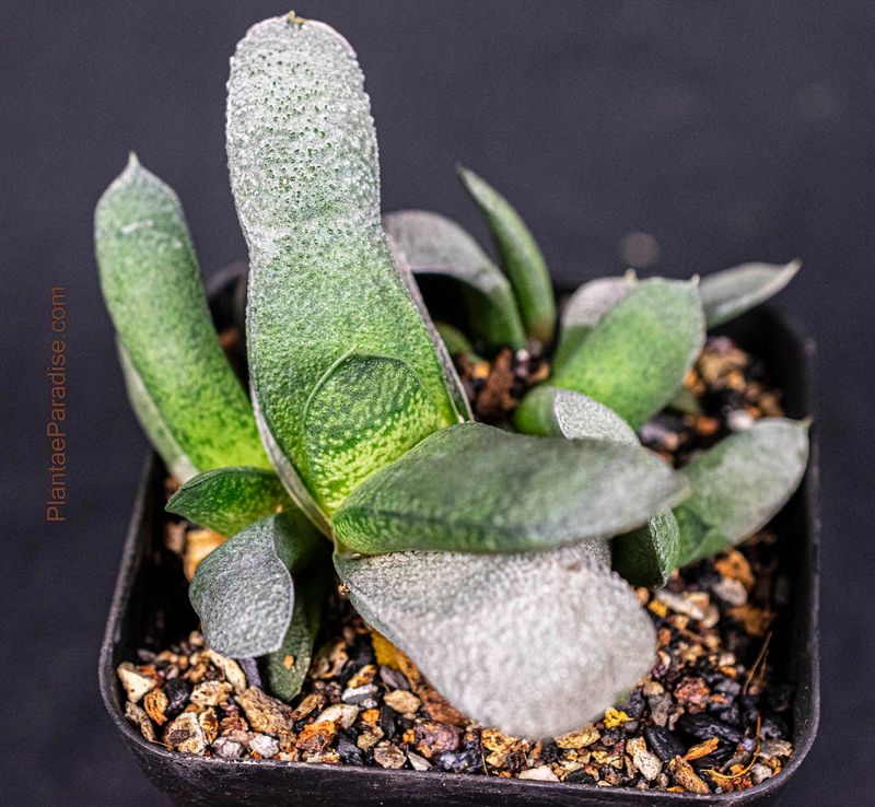 Gasteria Suurberg gastum