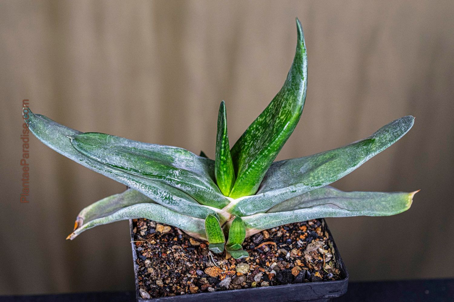 Gasteria croucheri