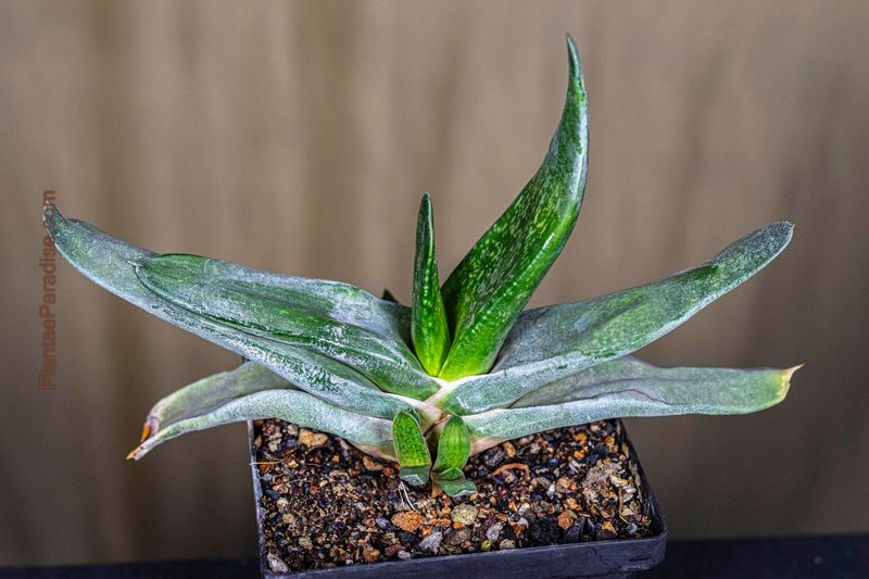 Gasteria croucheri