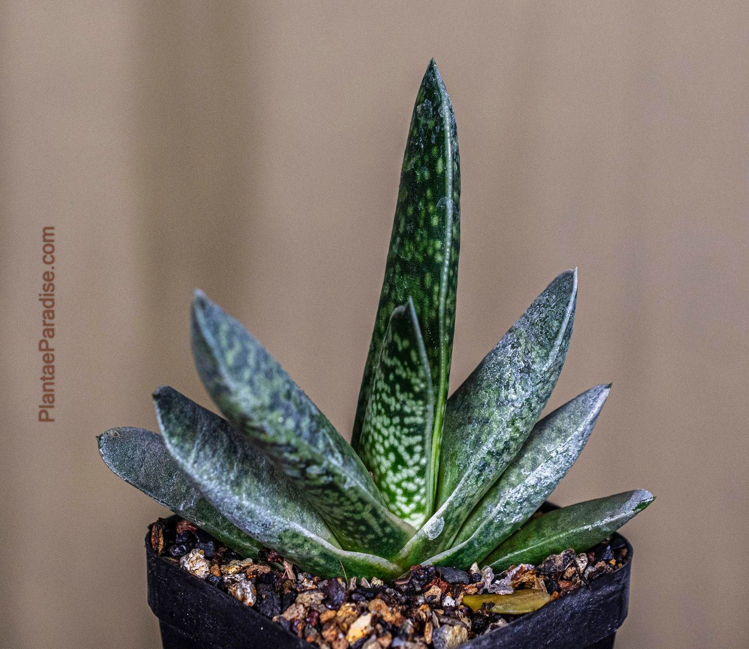 Gasteria brevifolia