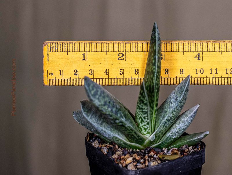 Gasteria brevifolia