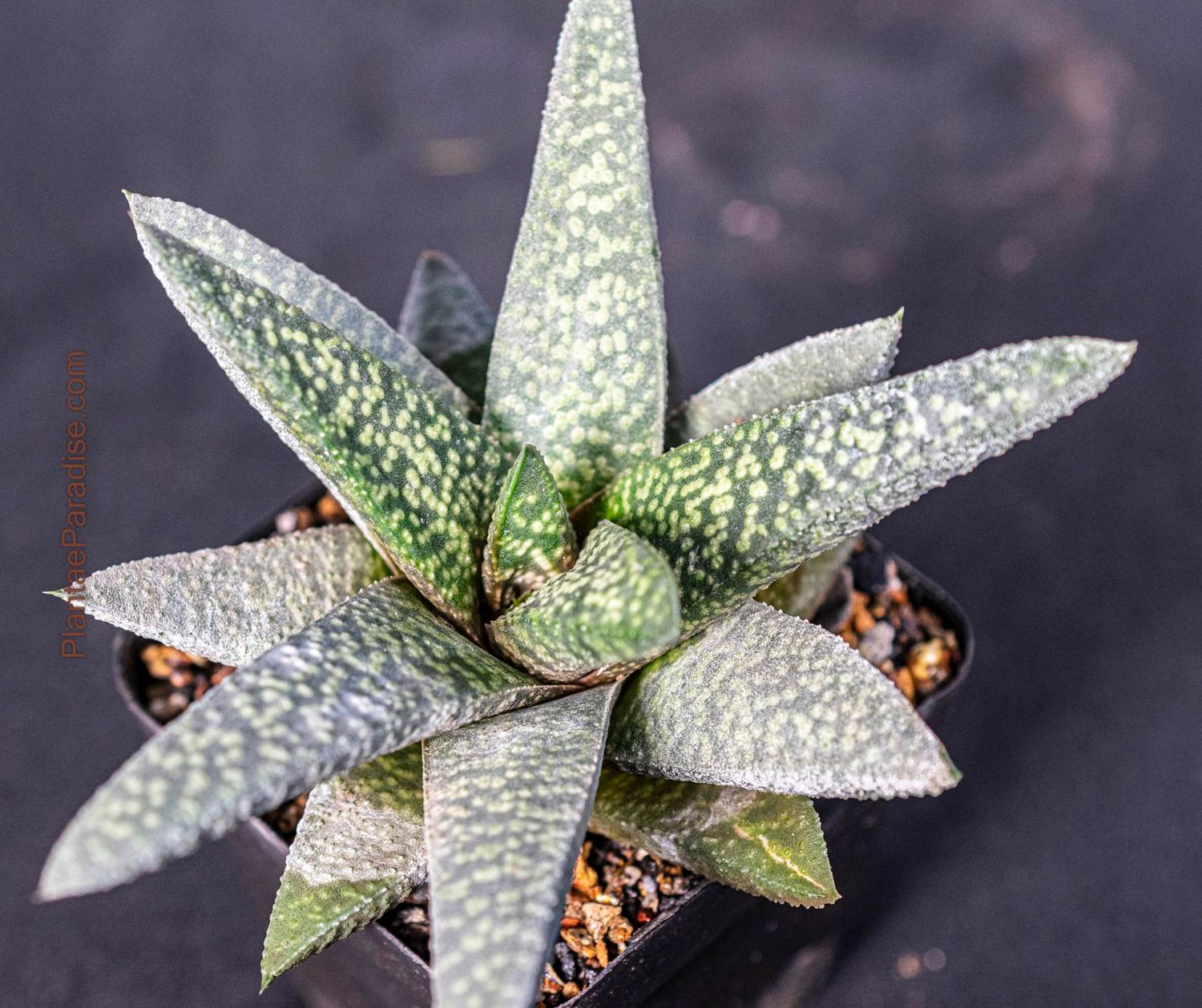 Haworthia koelmaniorum X Gasteria Black Palm King