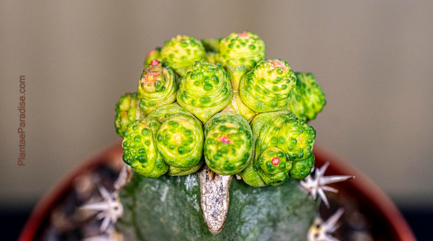 Mammillaria Bocasana Cv. 'Fred' Grafted