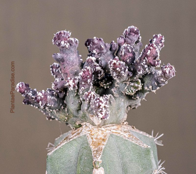 Monvillea Spegazzinii Forma Crest (Type B) (Syn: Cereus Spegazzinii)