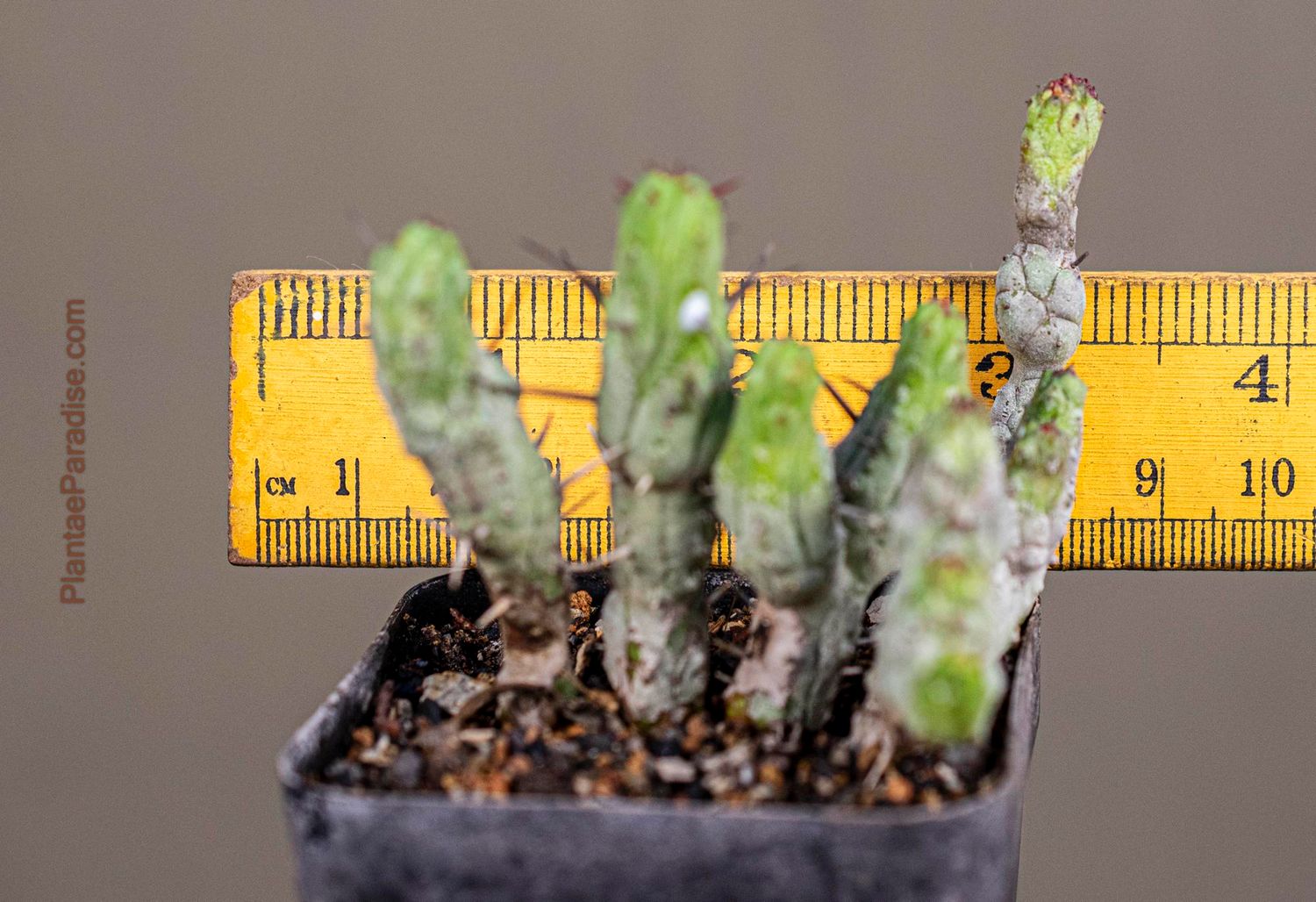Euphorbia enopla monstrosa