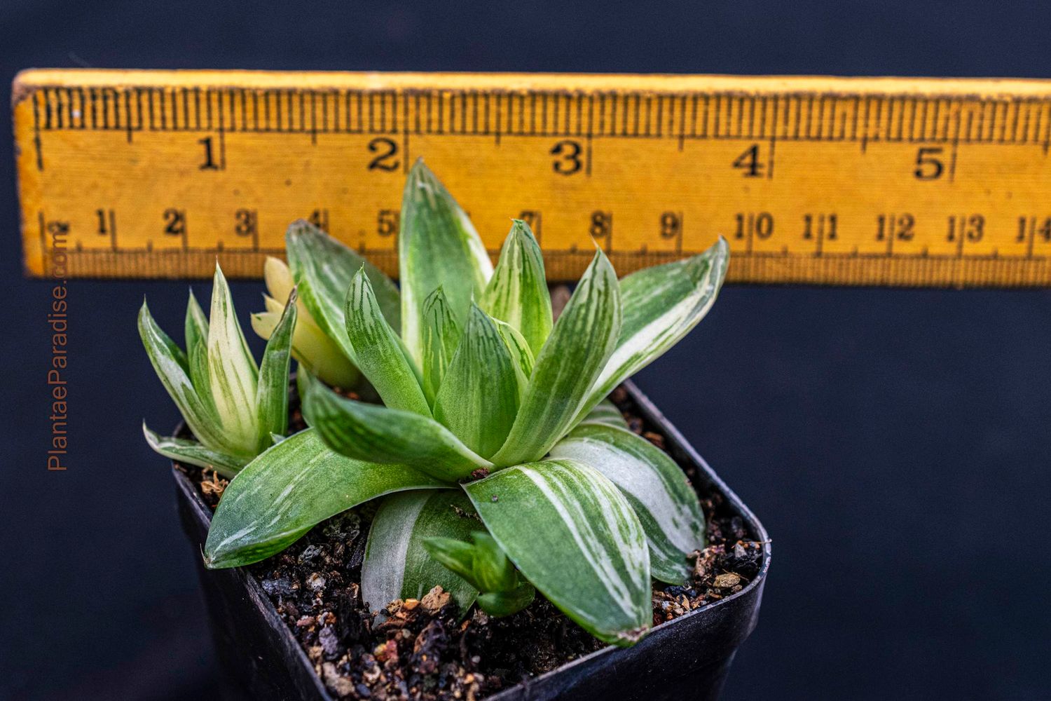 Haworthia cymbiformis variegated