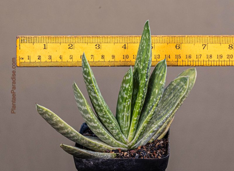 Gasteria brachyphylla 'Limey'