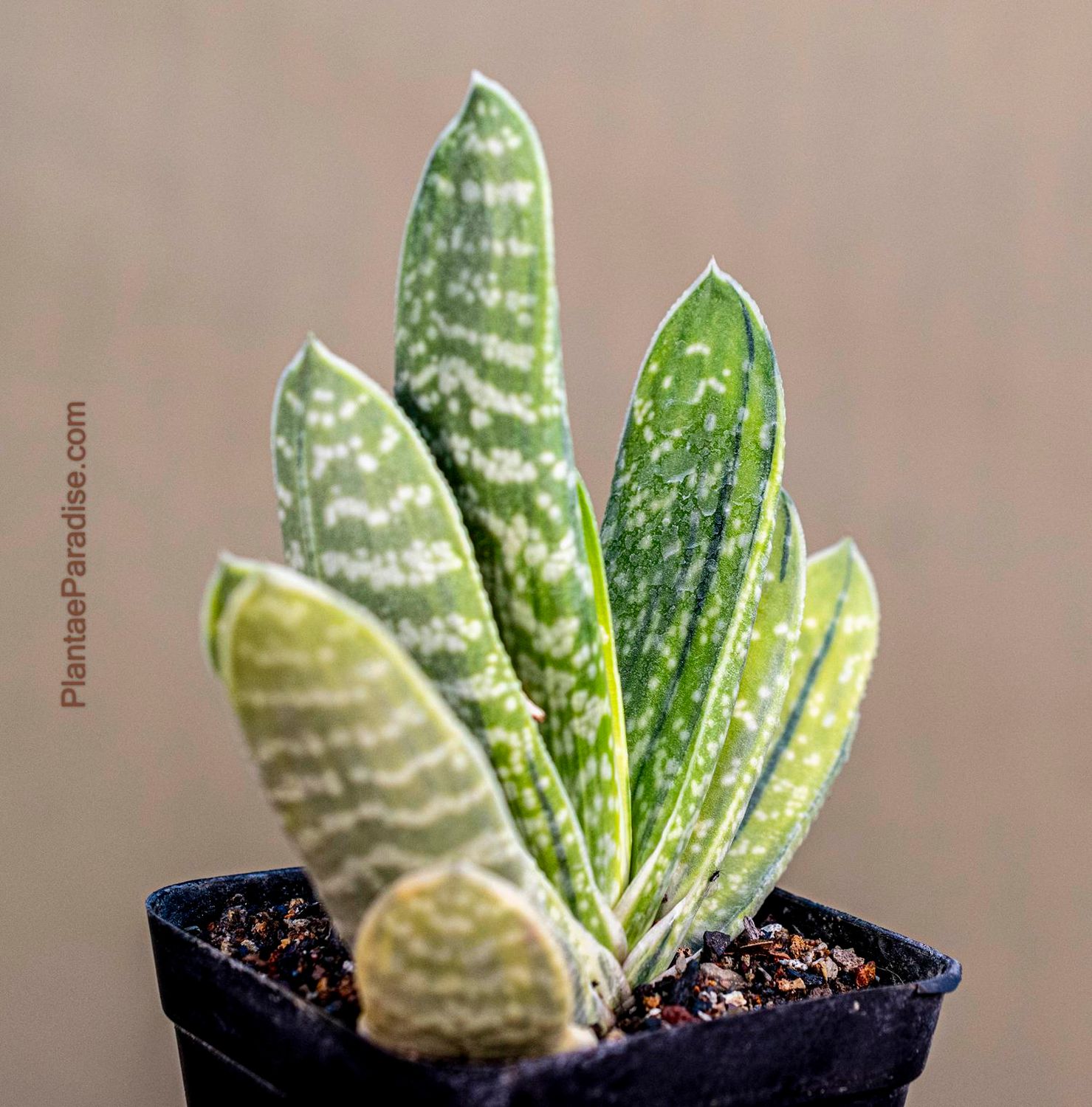 Gasteria brachyphylla 'Limey'