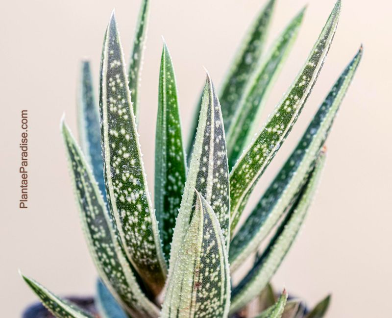 Gasteraloe f variegata