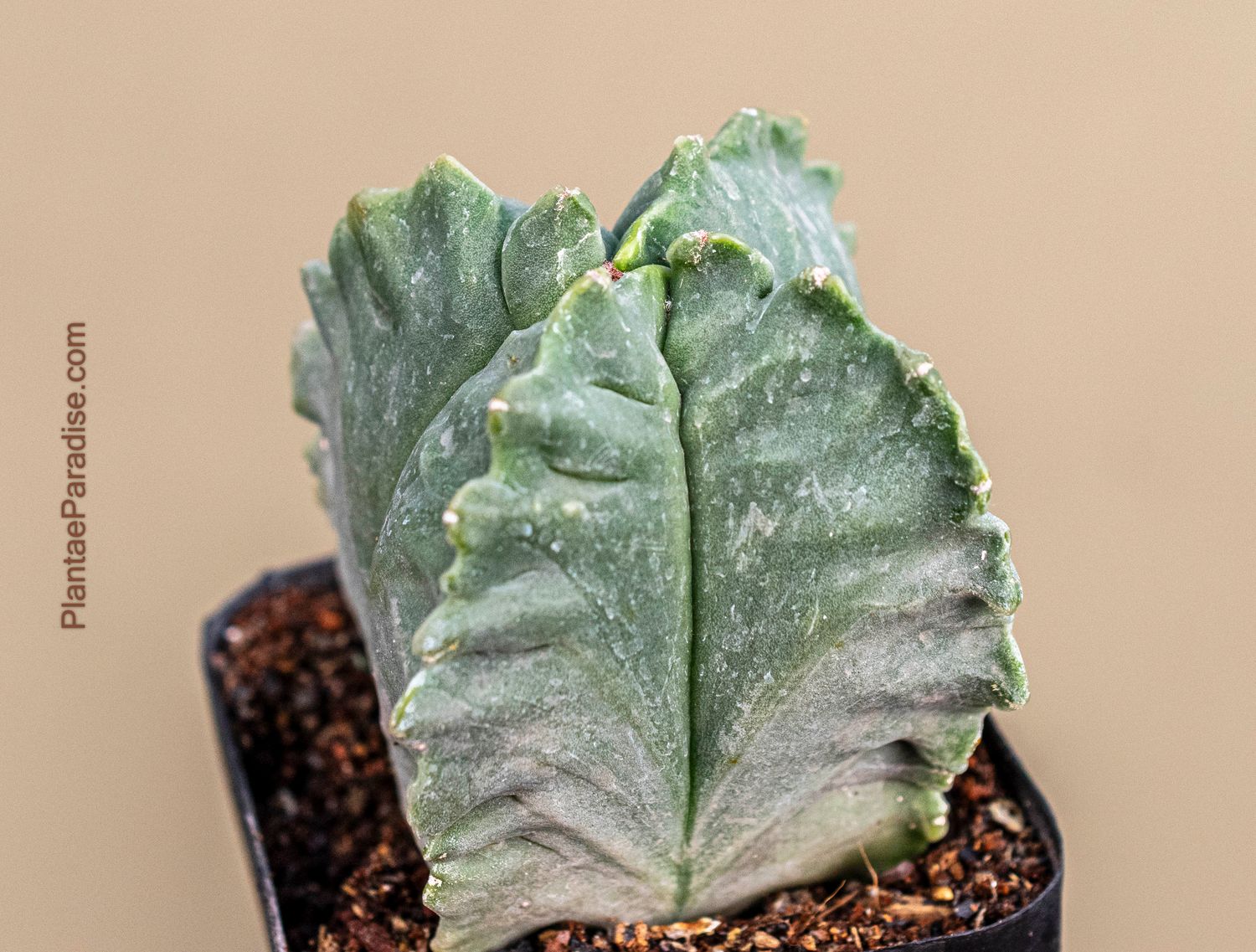 Astrophytum myriostigma Quadricostatum Kikko