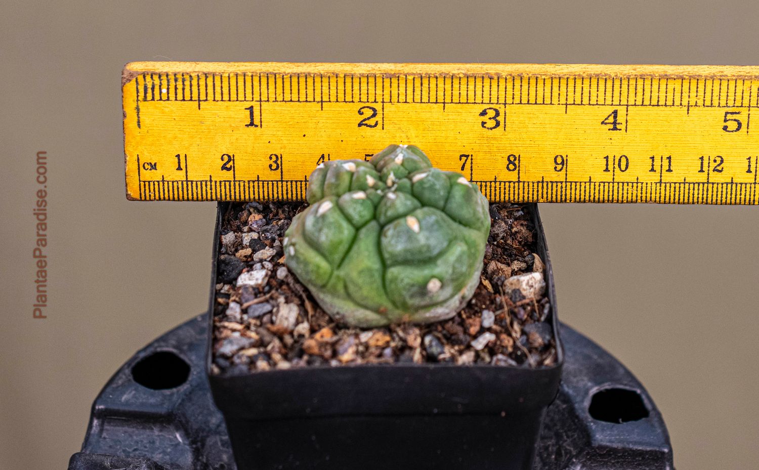 Gymnocalycium  anisitsii  forma mostruosa  Syn Gymnocalycium Kikko