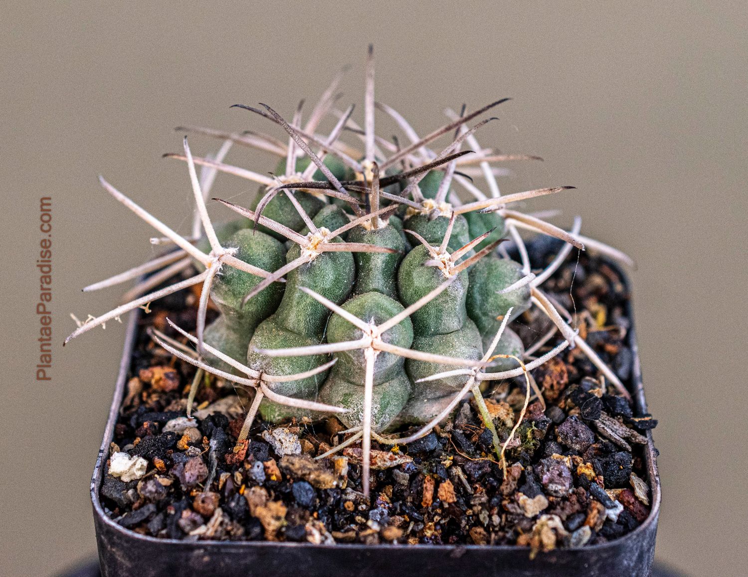 Gymnocalycium bodenbenderianum subs intertextum