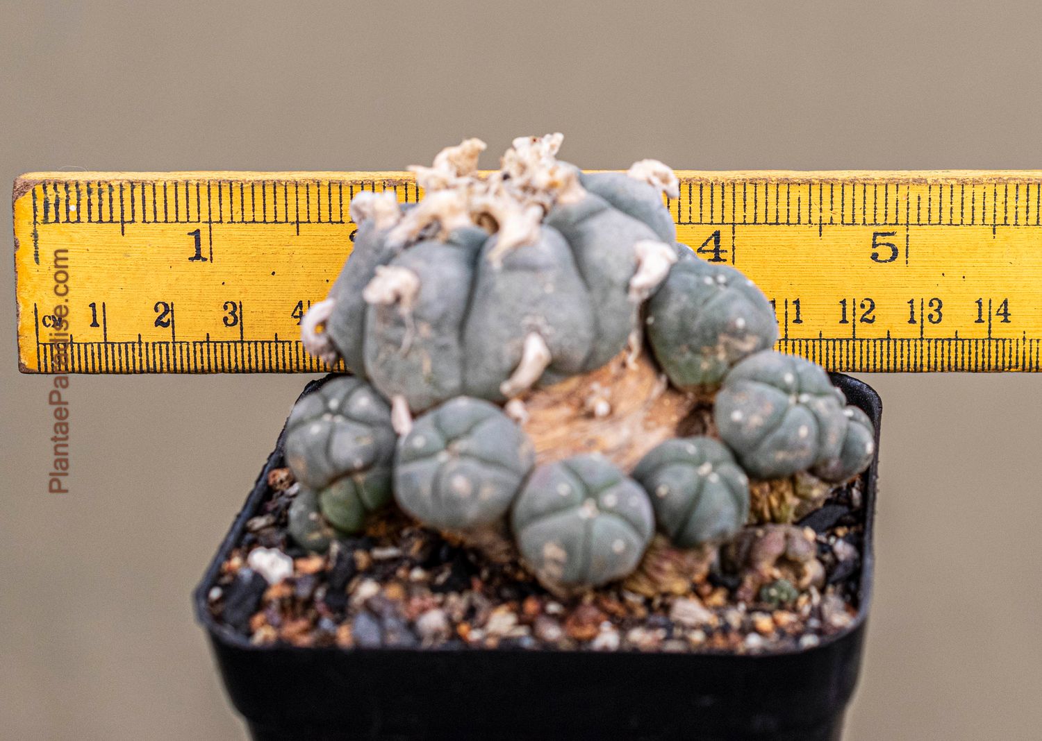 Lophophora williamsii var. caespitosa