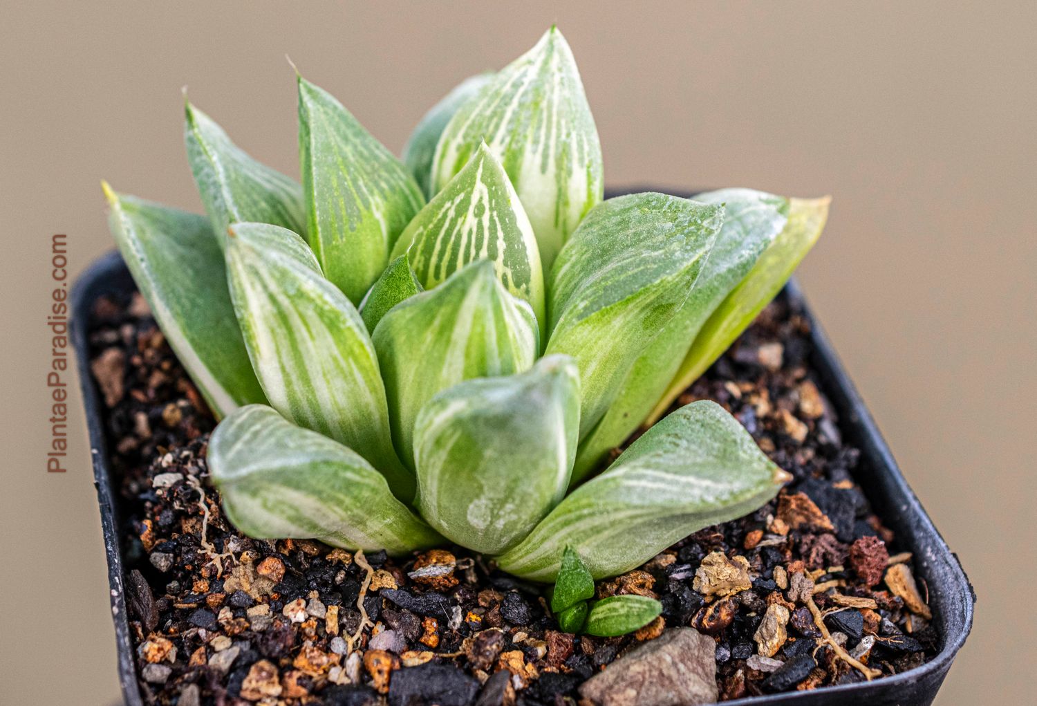 Haworthia retusa variegated