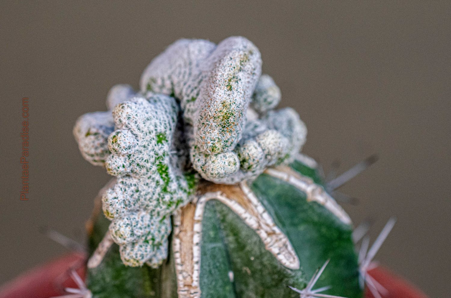 Mammillaria herrerae f. crest