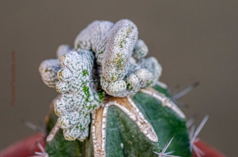 Mammillaria herrerae f. crest