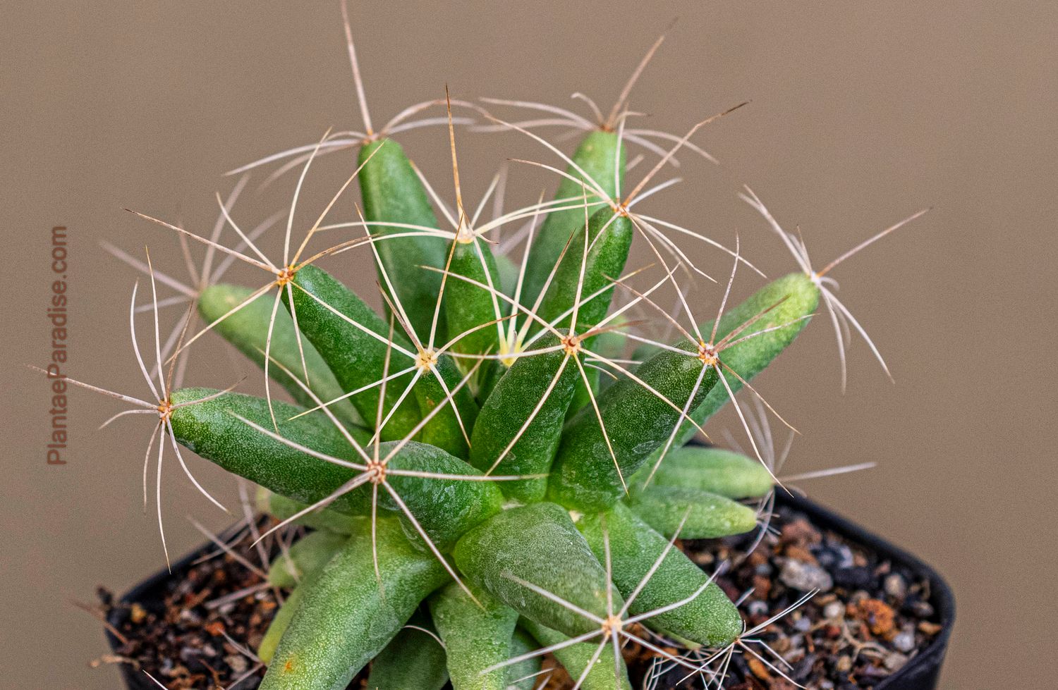 Mammillaria longimama
