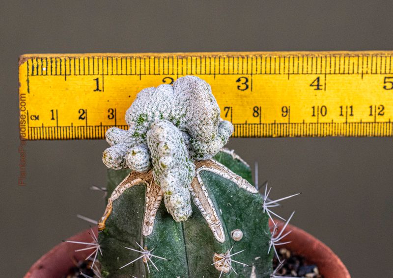 Mammillaria herrerae f. crest with ruler for size reference