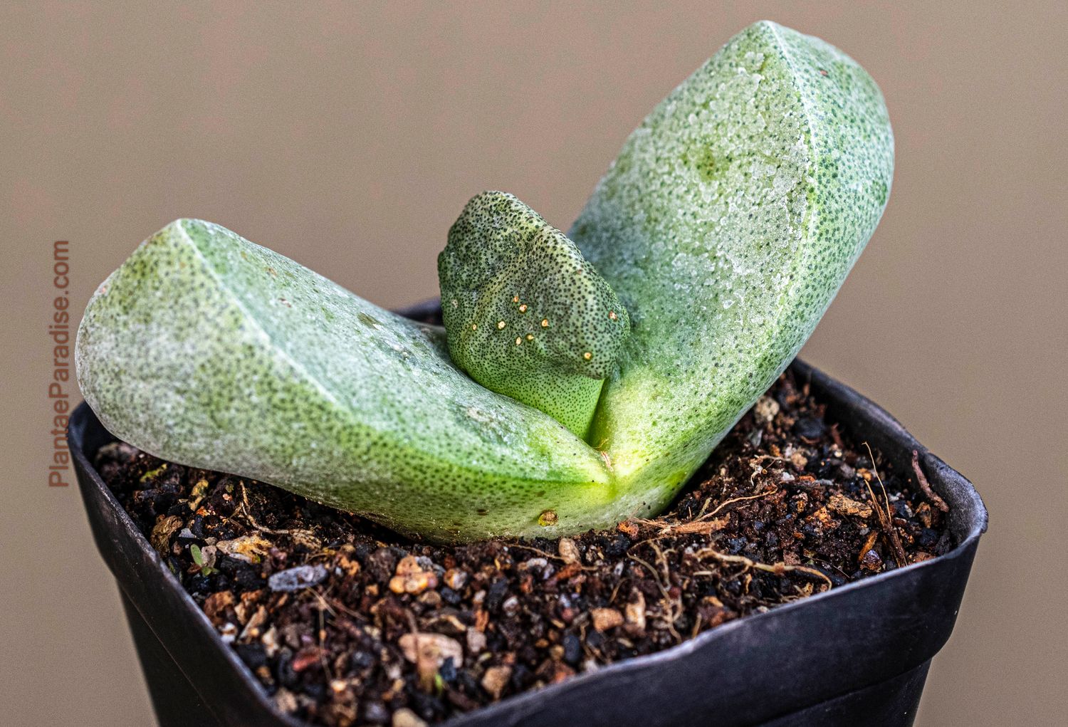 Pleiospilos bolusii