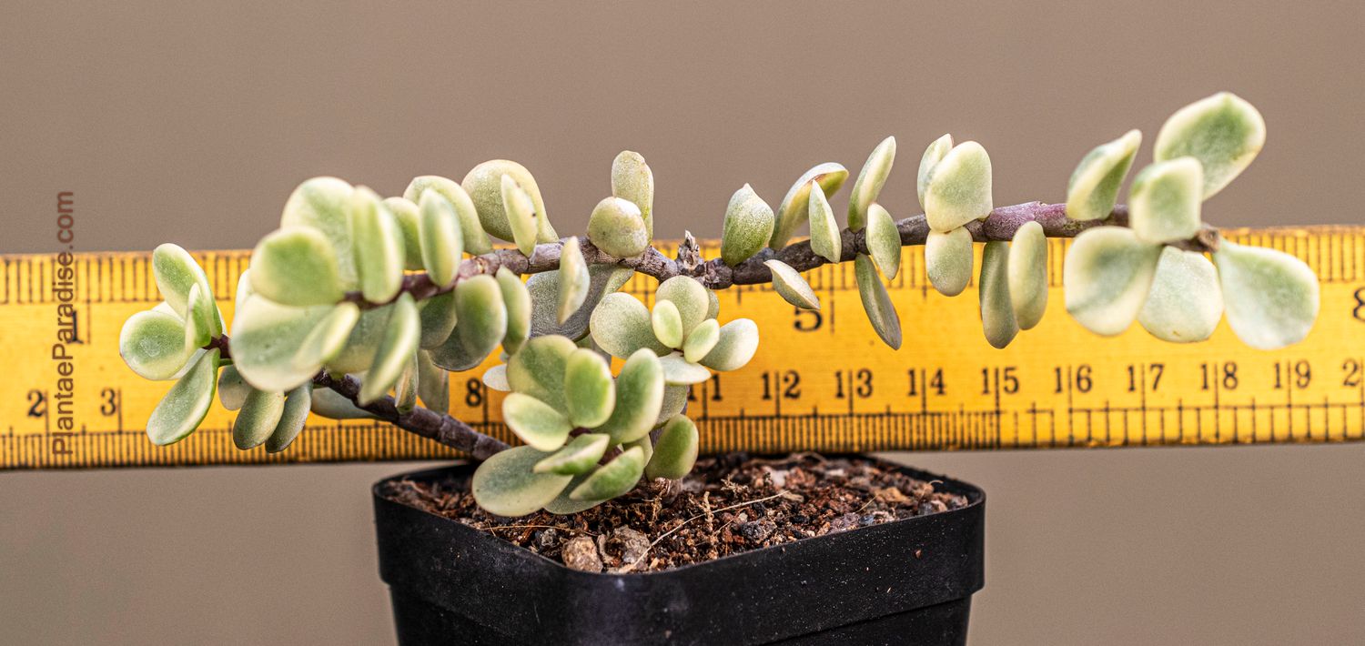 Portulacaria afra f. variegata