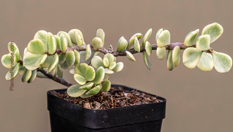 Portulacaria afra f. variegata