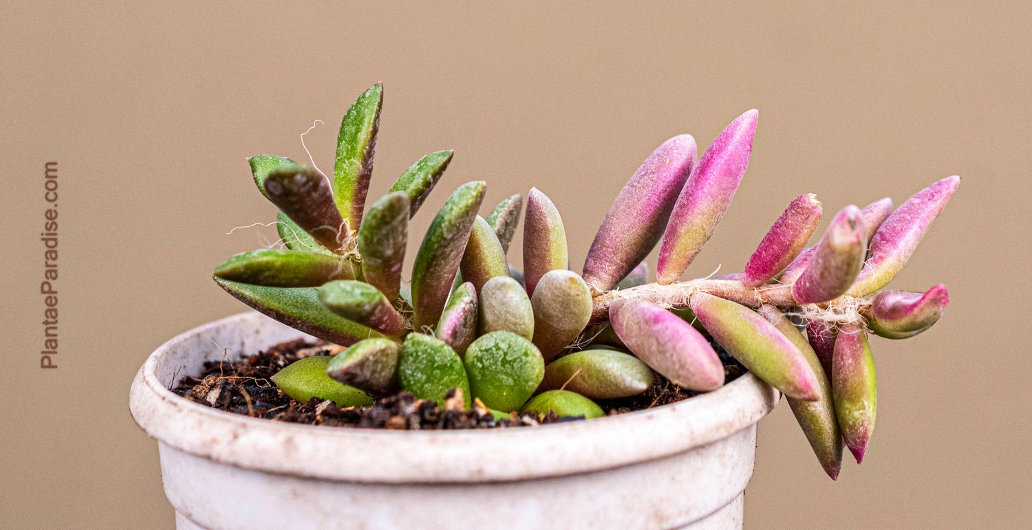 Anacampseros Rufescens Pink Hued