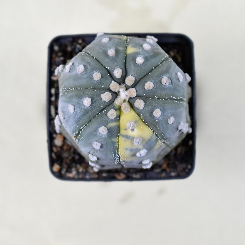 Astrophytum Asterias Variegated