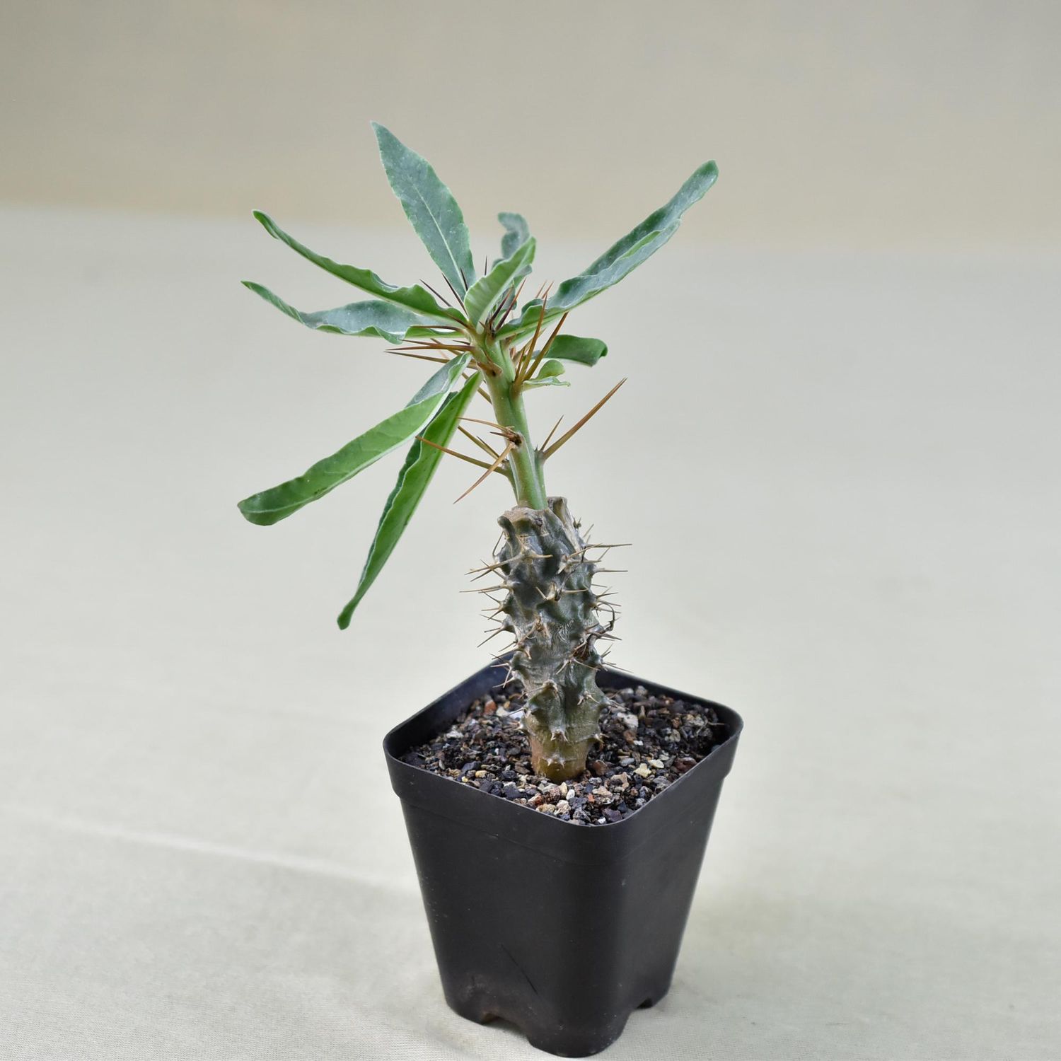 Pachypodium Arid Lands