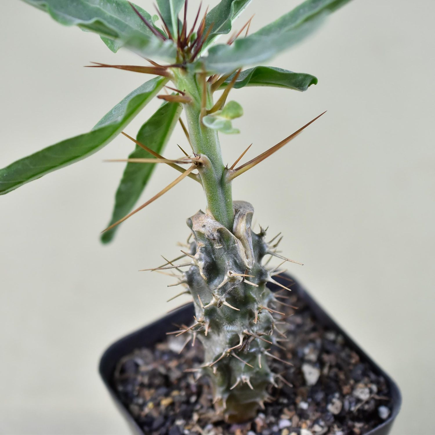 Pachypodium Arid Lands