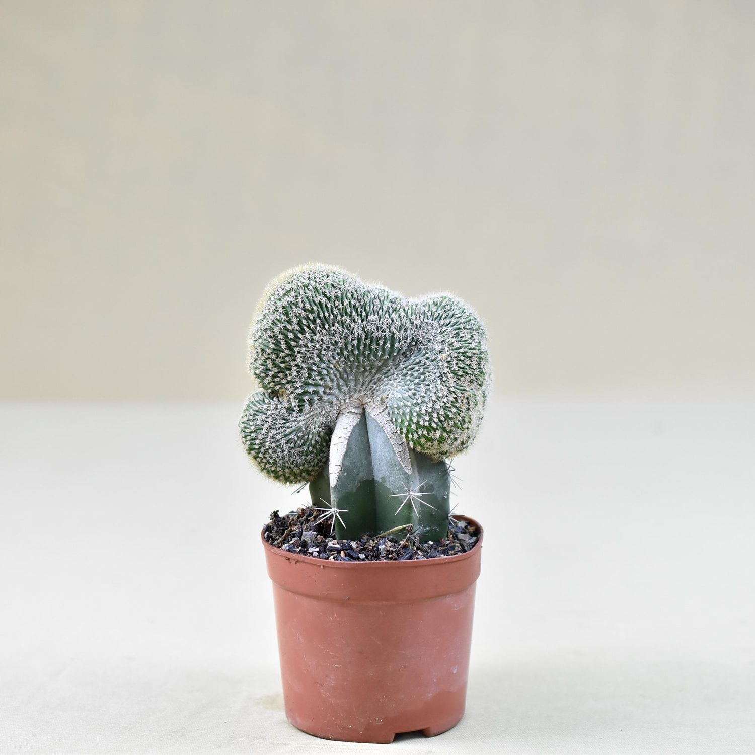 Notocactus Leninghausii Crest