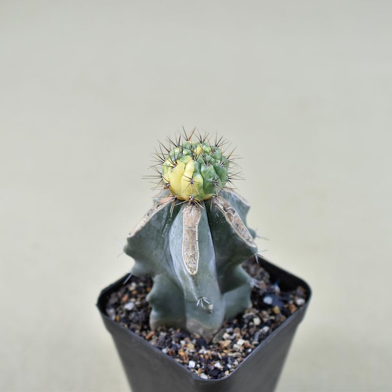 Matucana aurantiaca Variegated