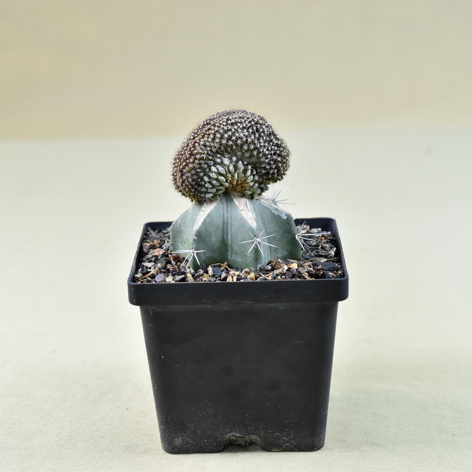 Copiapoa Tenuissima Crest