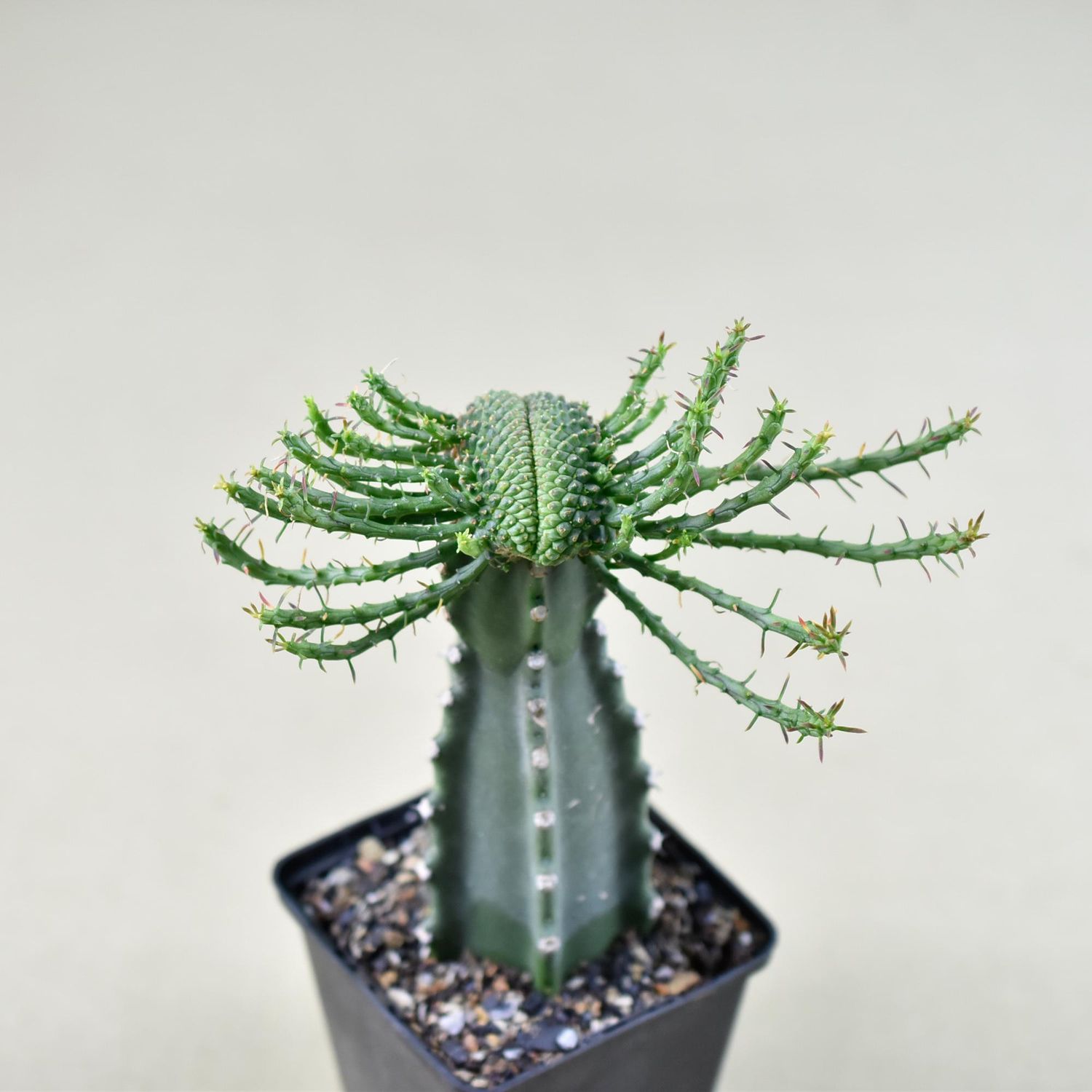 Euphorbia Flanaganii crest " Stem Crest"