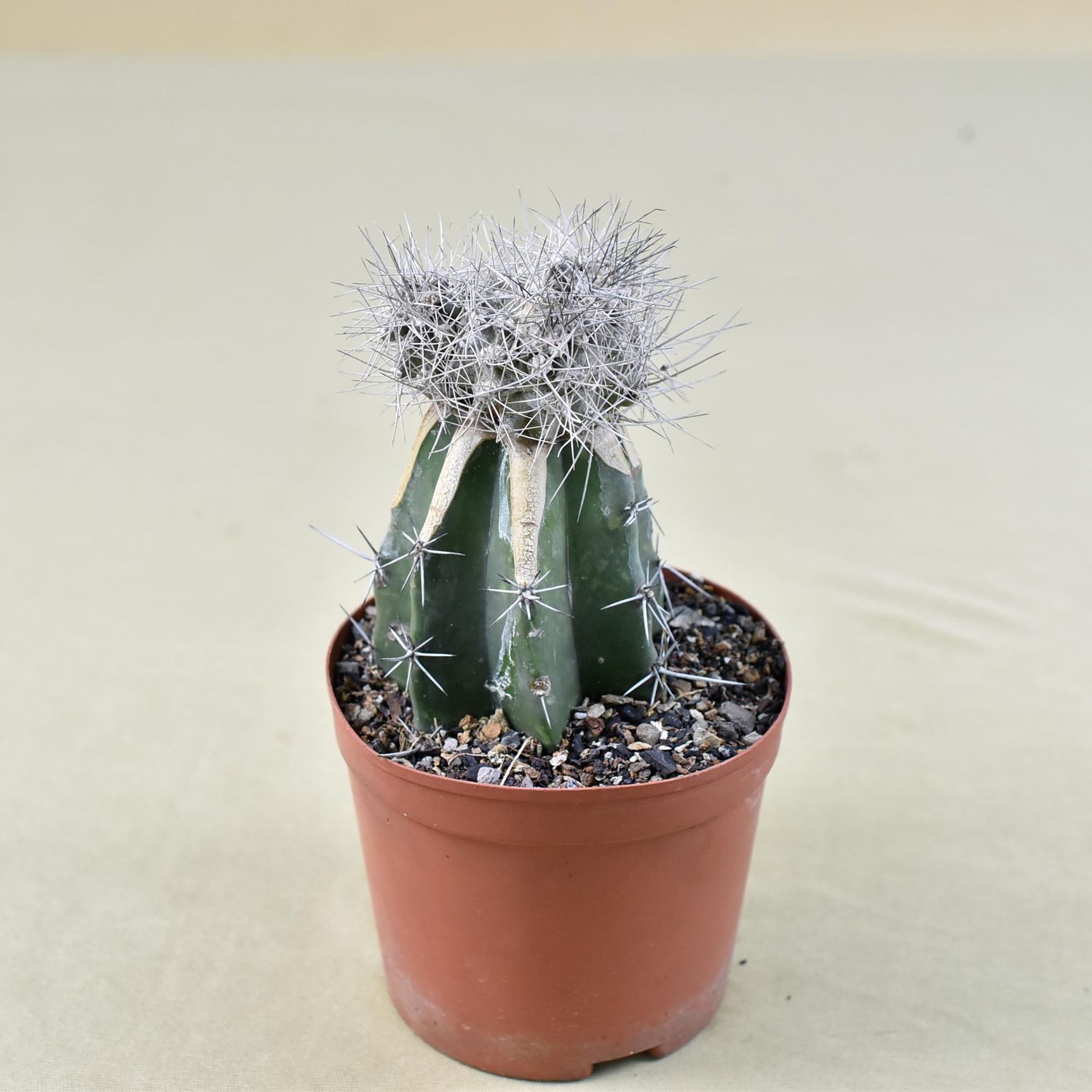 Copiapoa paposoensis