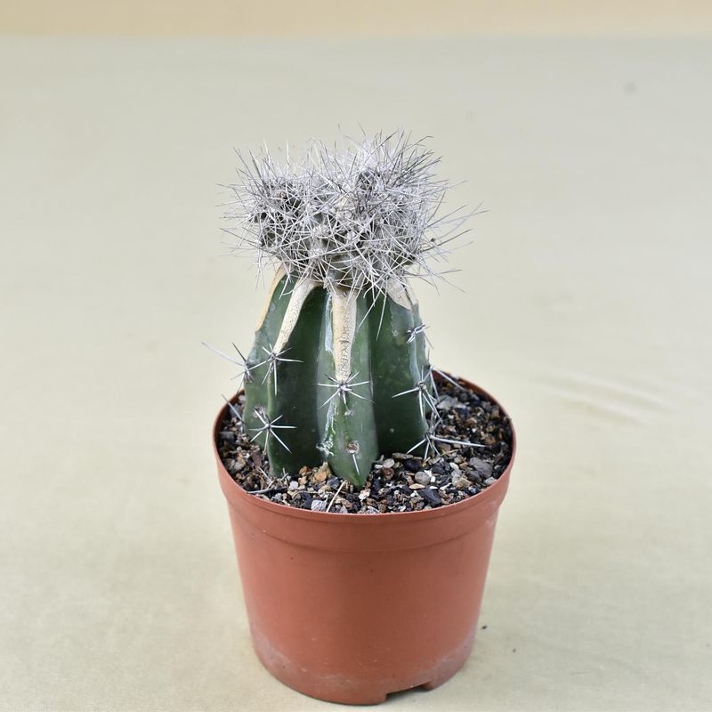 Copiapoa paposoensis